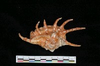 藏品(蜘蛛螺)的圖片